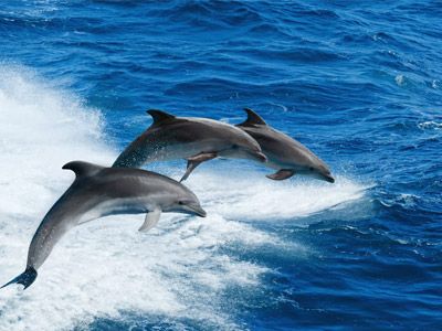 avvistare un delfino è sempre emozionante